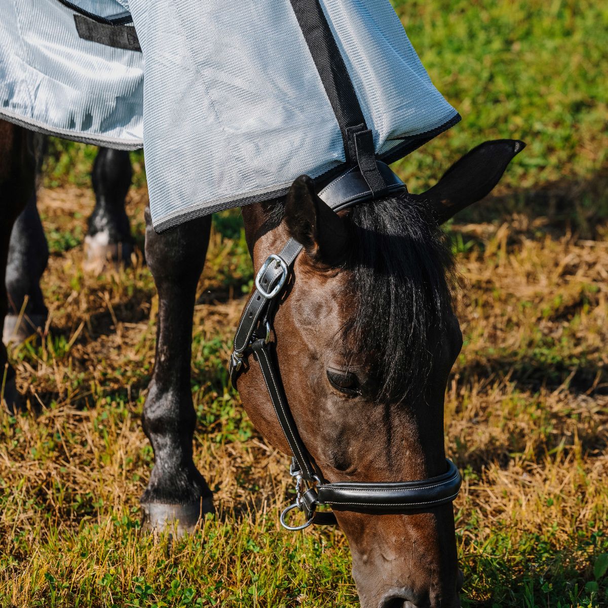 Chemise RIDING WORLD - Belly Mesh - Combo