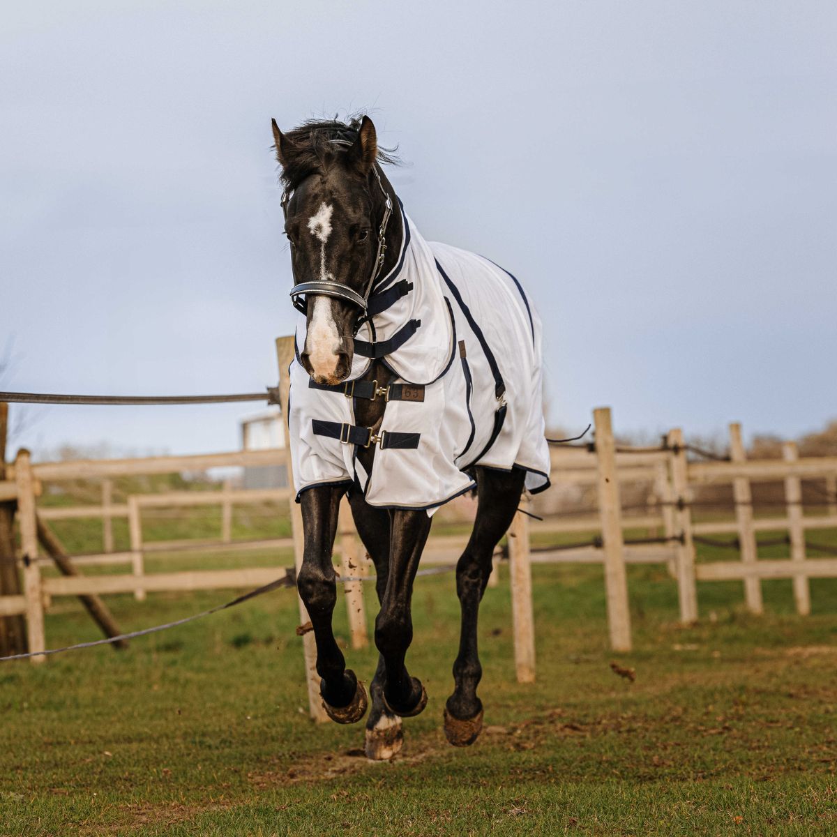 Chemise anti-mouche EQUITHÈME - Mesh combo