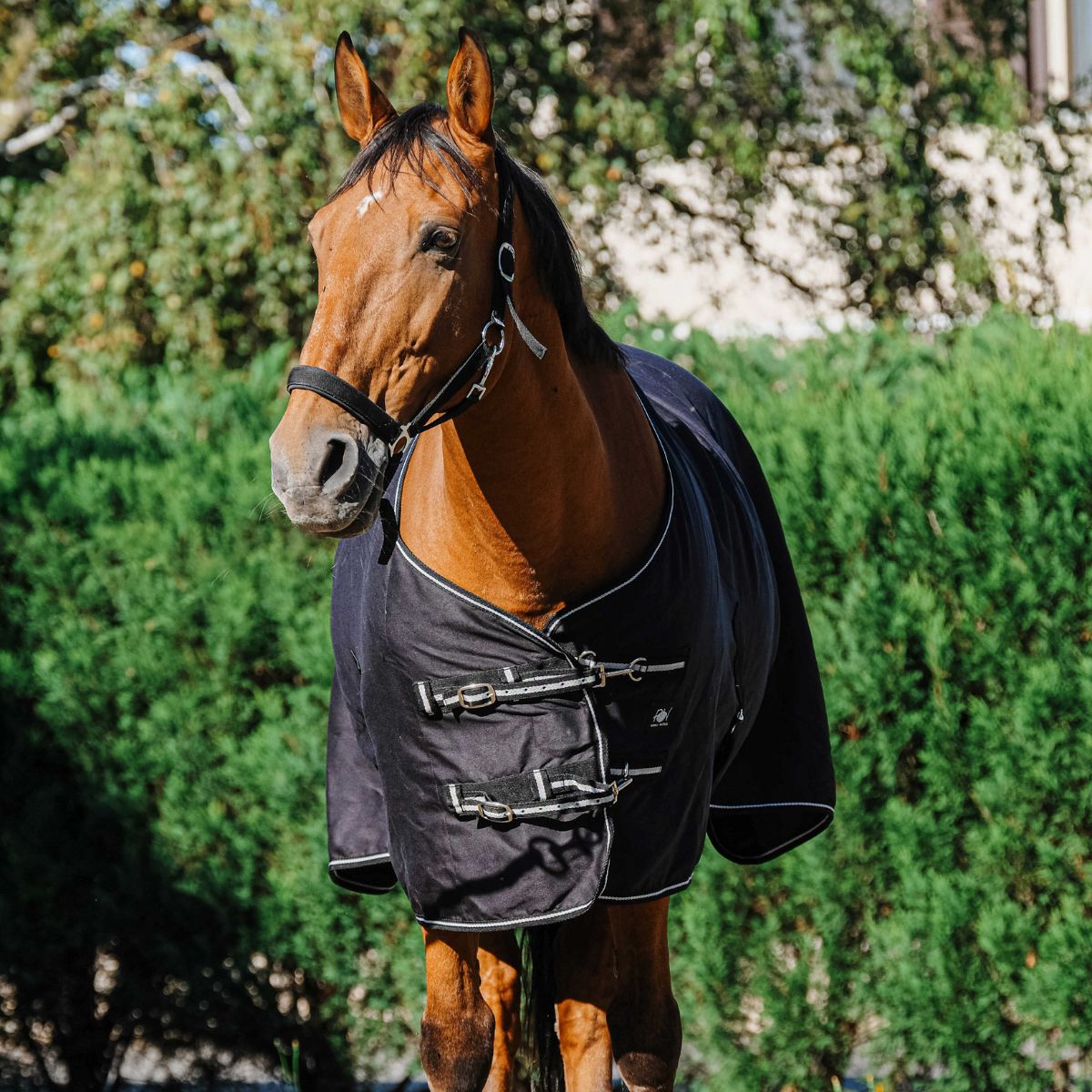 Chemise brillante RIDING WORLD