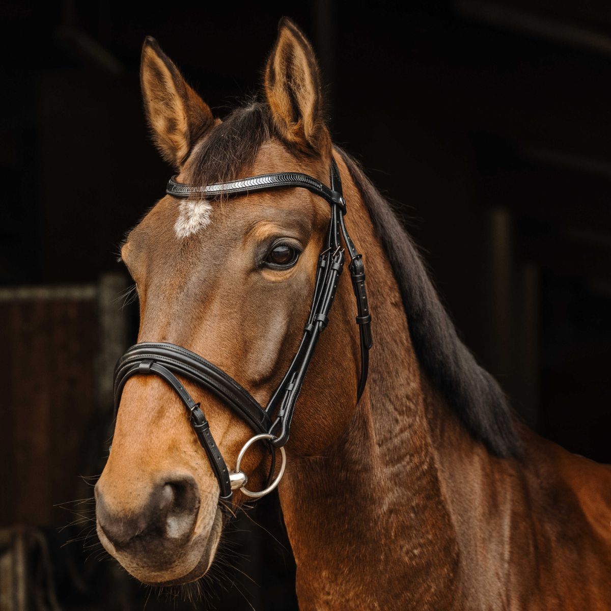 Filet NORTON - Galon
