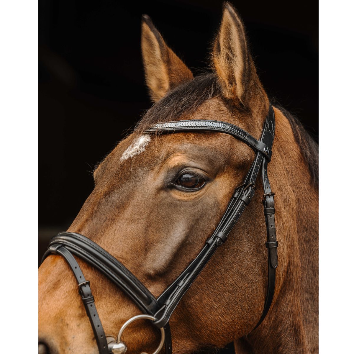 Filet NORTON - Galon