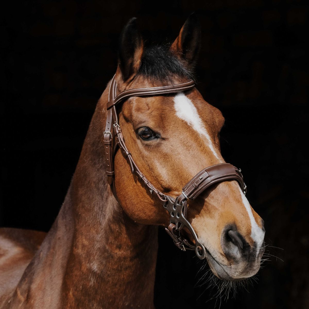 Filet Hackamore - NORTON