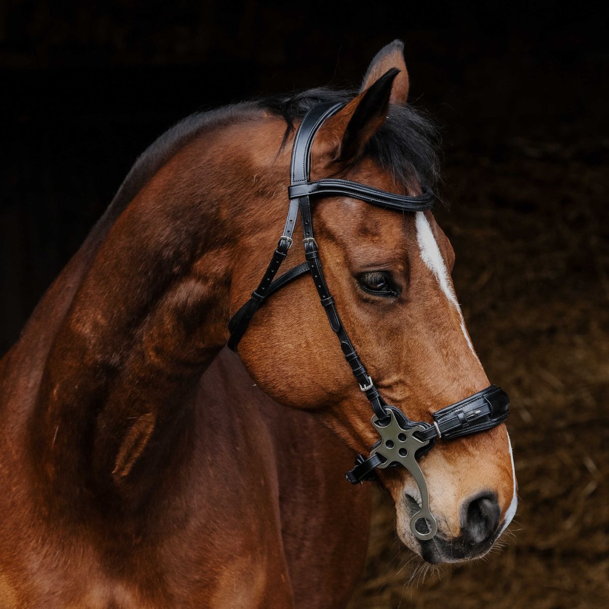 Filet Hackamore - NORTON