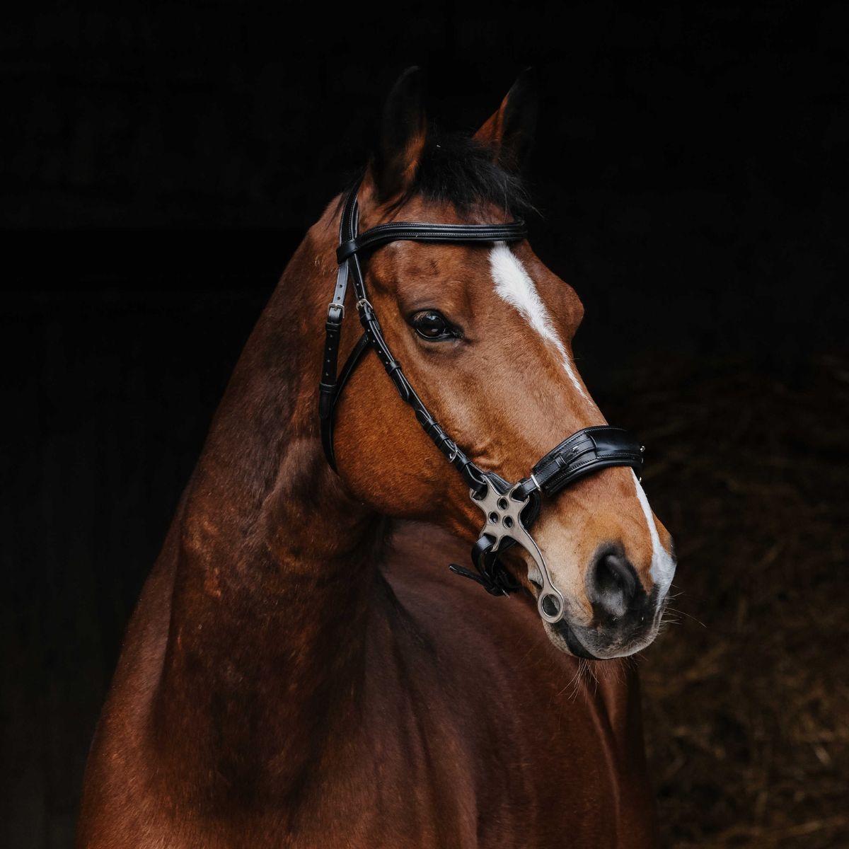 Filet Hackamore - NORTON