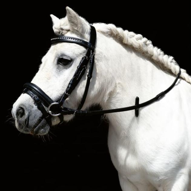 Bridon mini Shetland avec strass