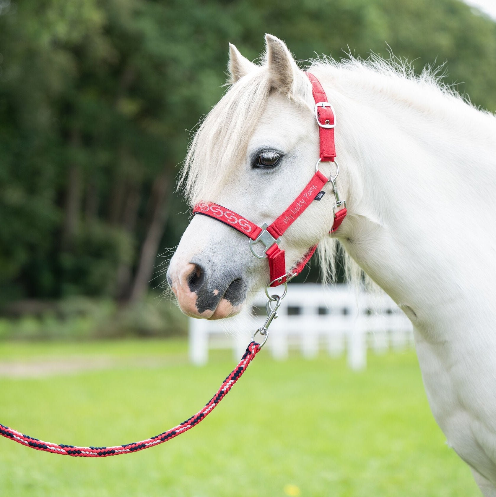 Licol poney Aymee