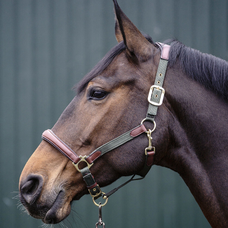 Licol cuir et nylon - Luna