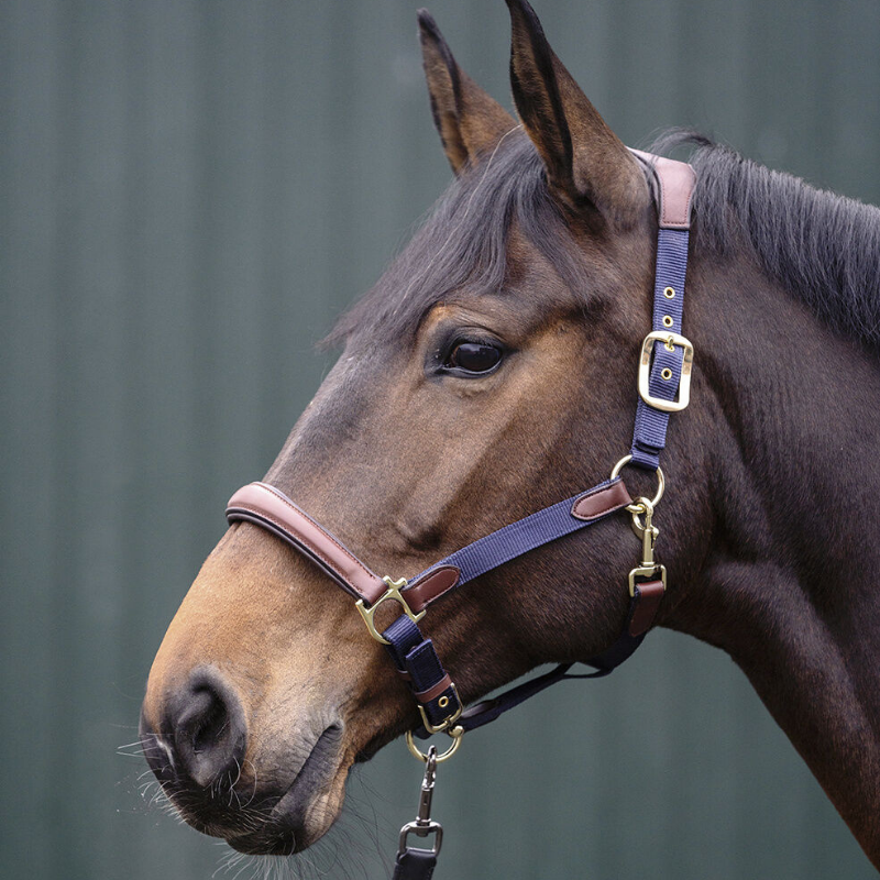 Licol cuir et nylon - Luna