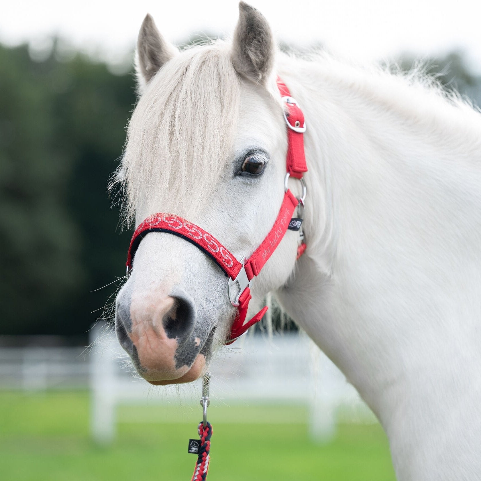 Licol poney Aymee