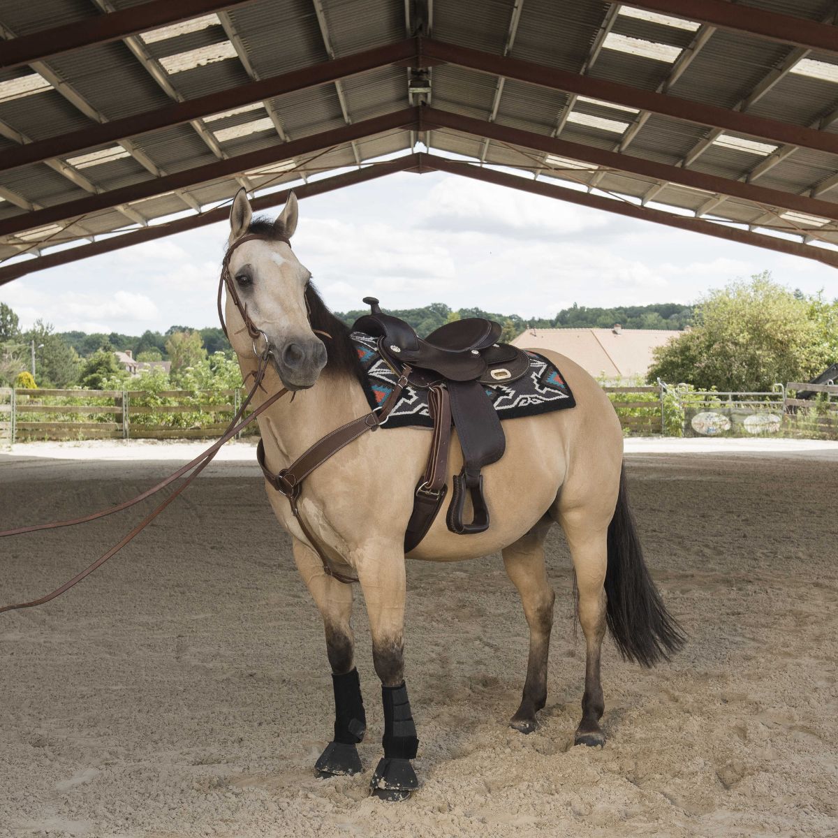 Selle Westride by Franck Perret - Arvada