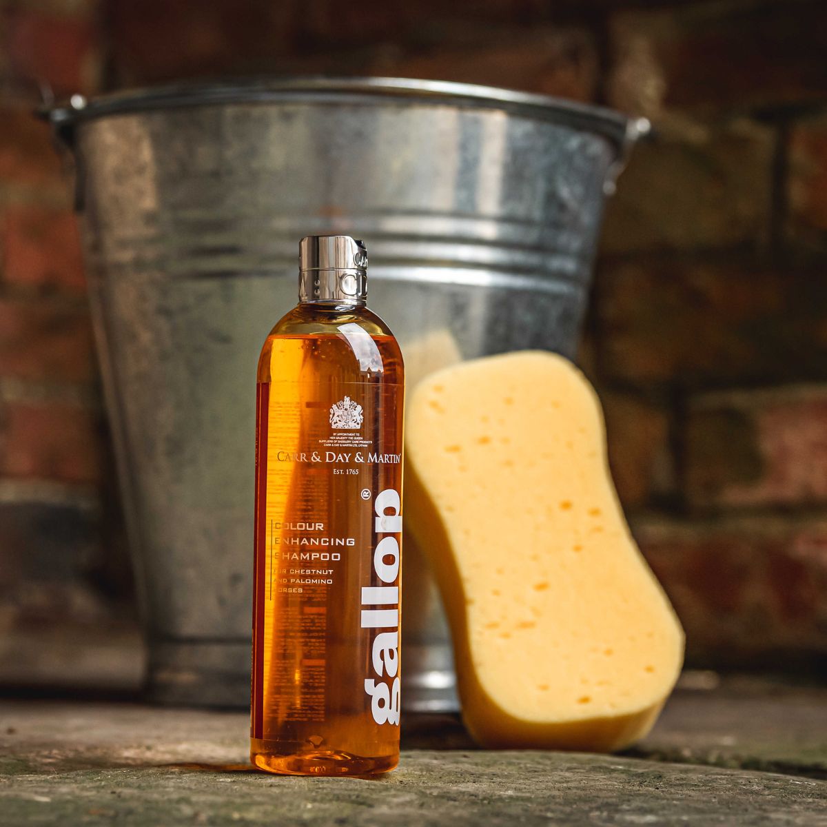 Shampoing-Gallop-CARR&DAY&MARTIN-Noisette-et-palomino-1