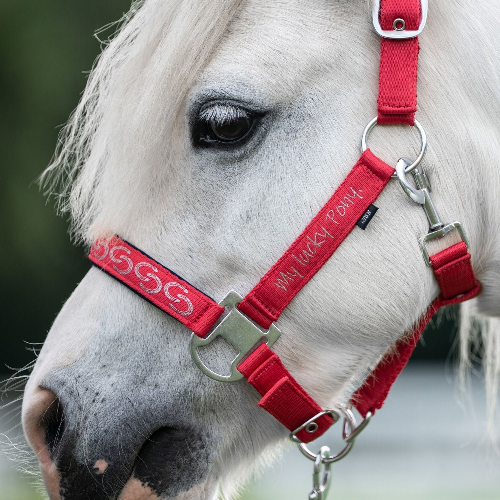 Licol poney Aymee