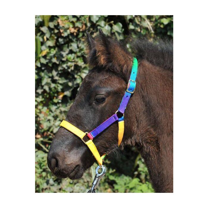 Licol et longe pour Shetland - Multicolor