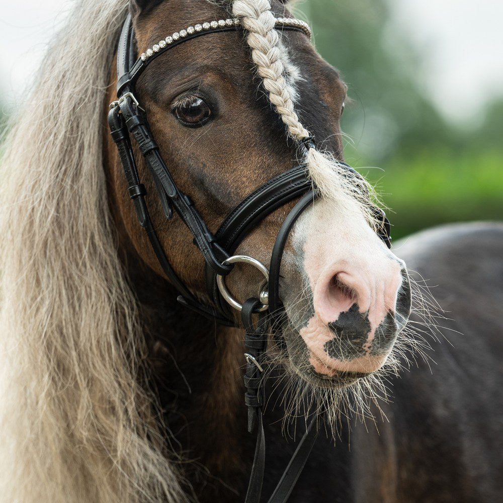 Bridon Shetty Diamond HKM poney en situation
