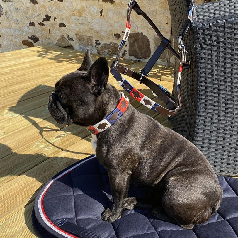 Collier pour chien en cuir brodé Flags&Cup Chukka marron bleu/blanc/rouge