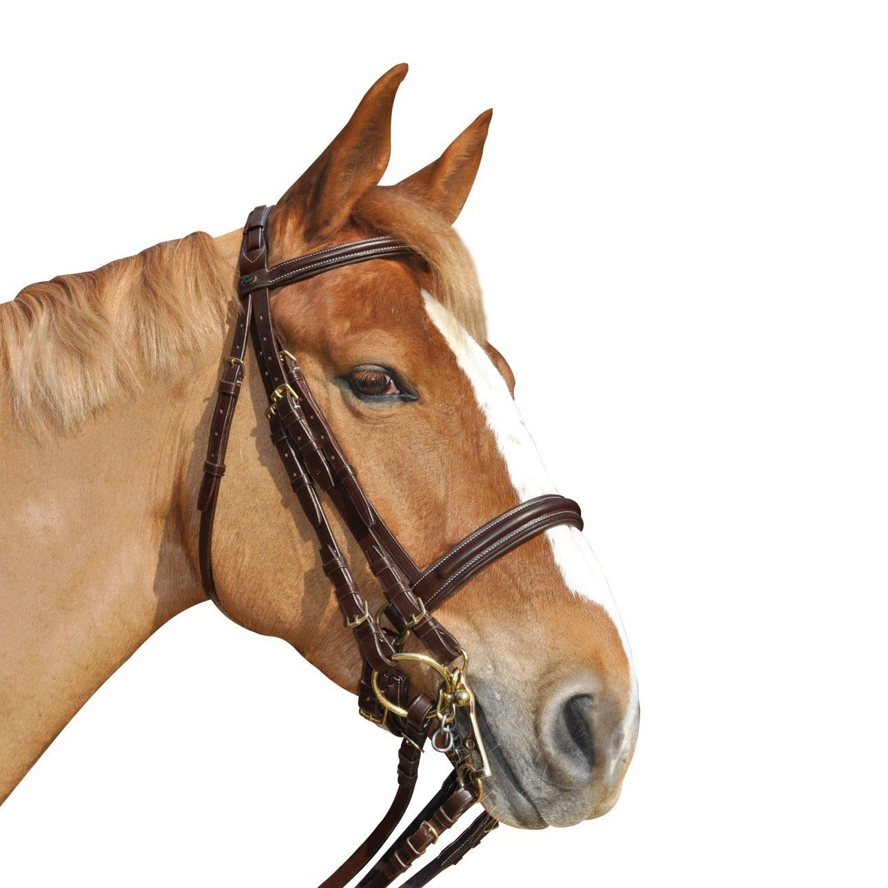 Bride pour chevaux Canter Euro marron