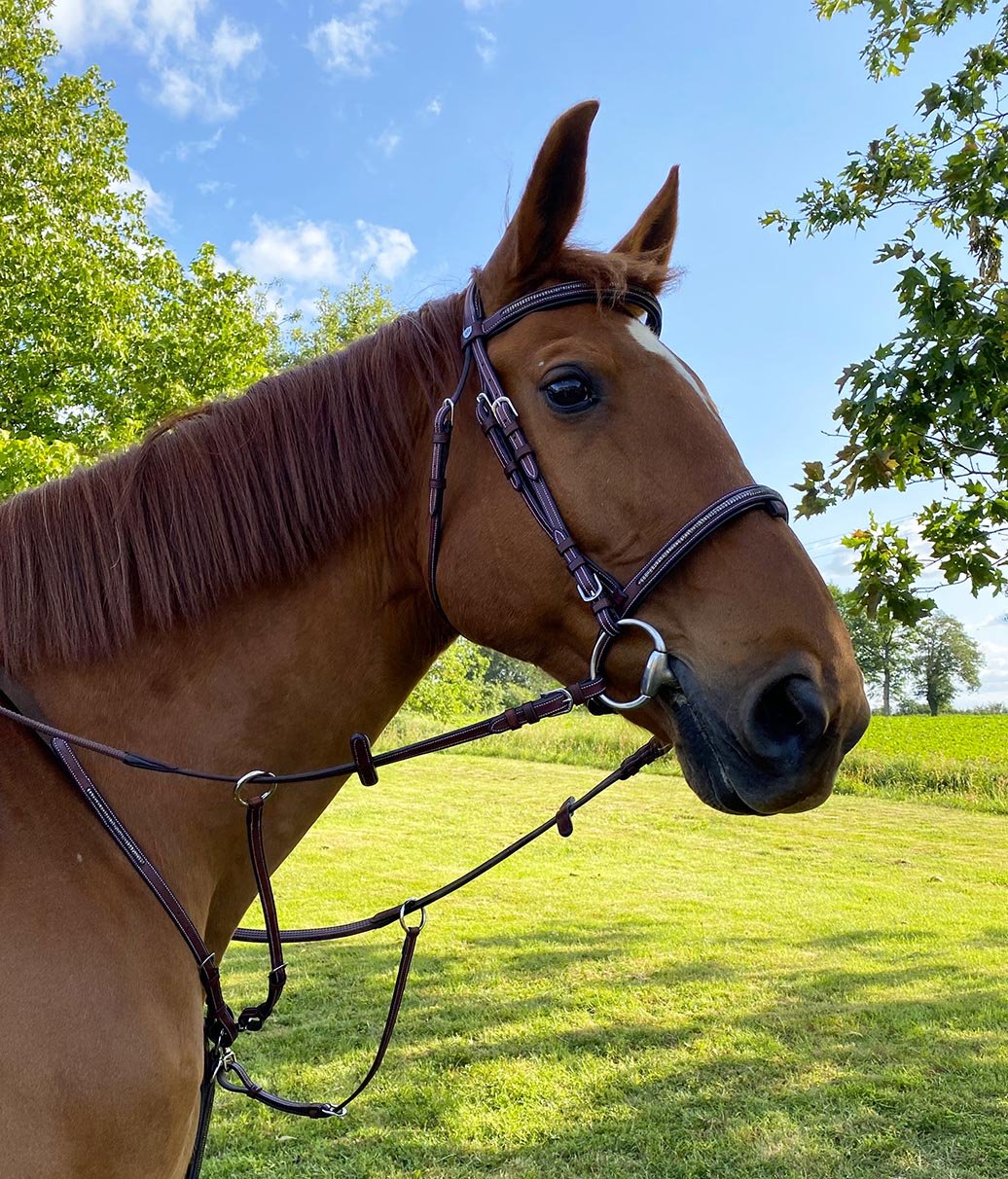 Collier de chasse et bridon pour poneys et chevaux Flags&Cup Helsinki marron