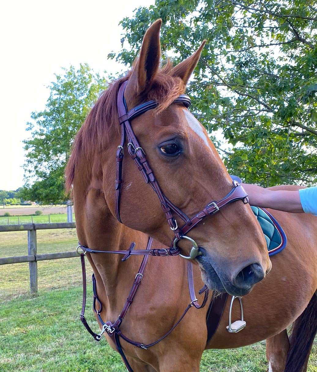 Collier de chasse et bridon pour poneys et chevaux Flags&Cup Paris marron et vert