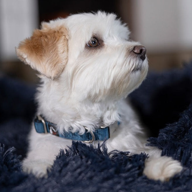 Collier en nylon réglable pour chien HKM Anam Cara bleu pétrole
