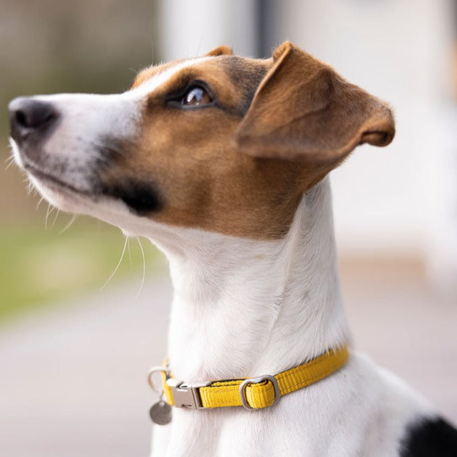 Collier en nylon réglable pour chien HKM Anam Cara jaune