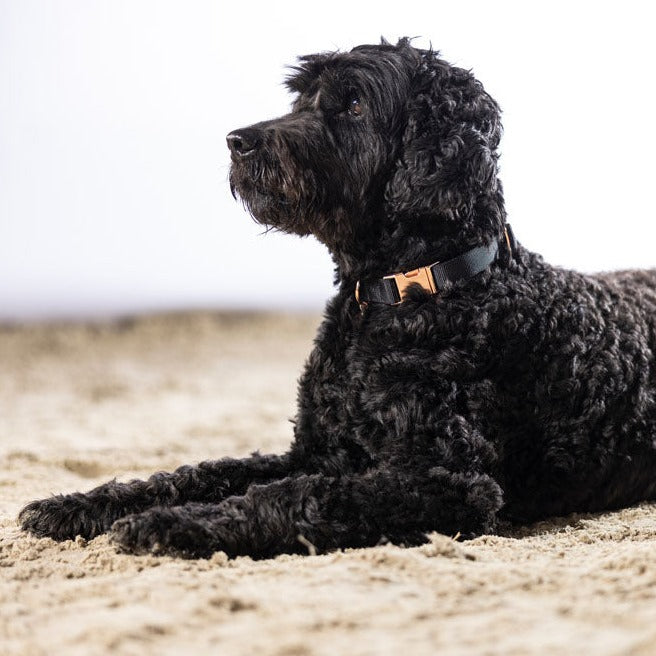 Collier en nylon réglable pour chien HKM Anam Cara noir/rosegold