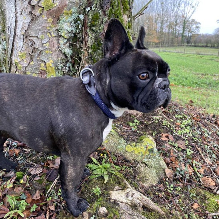 Collier pour chien Canter Corde marine porté
