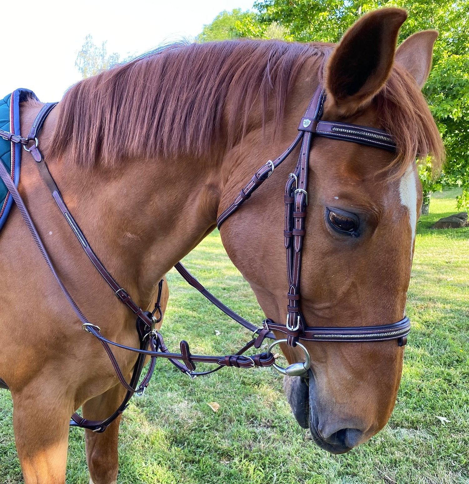 Collier de chasse et bridon pour poneys et chevaux Flags&Cup Helsinki marron