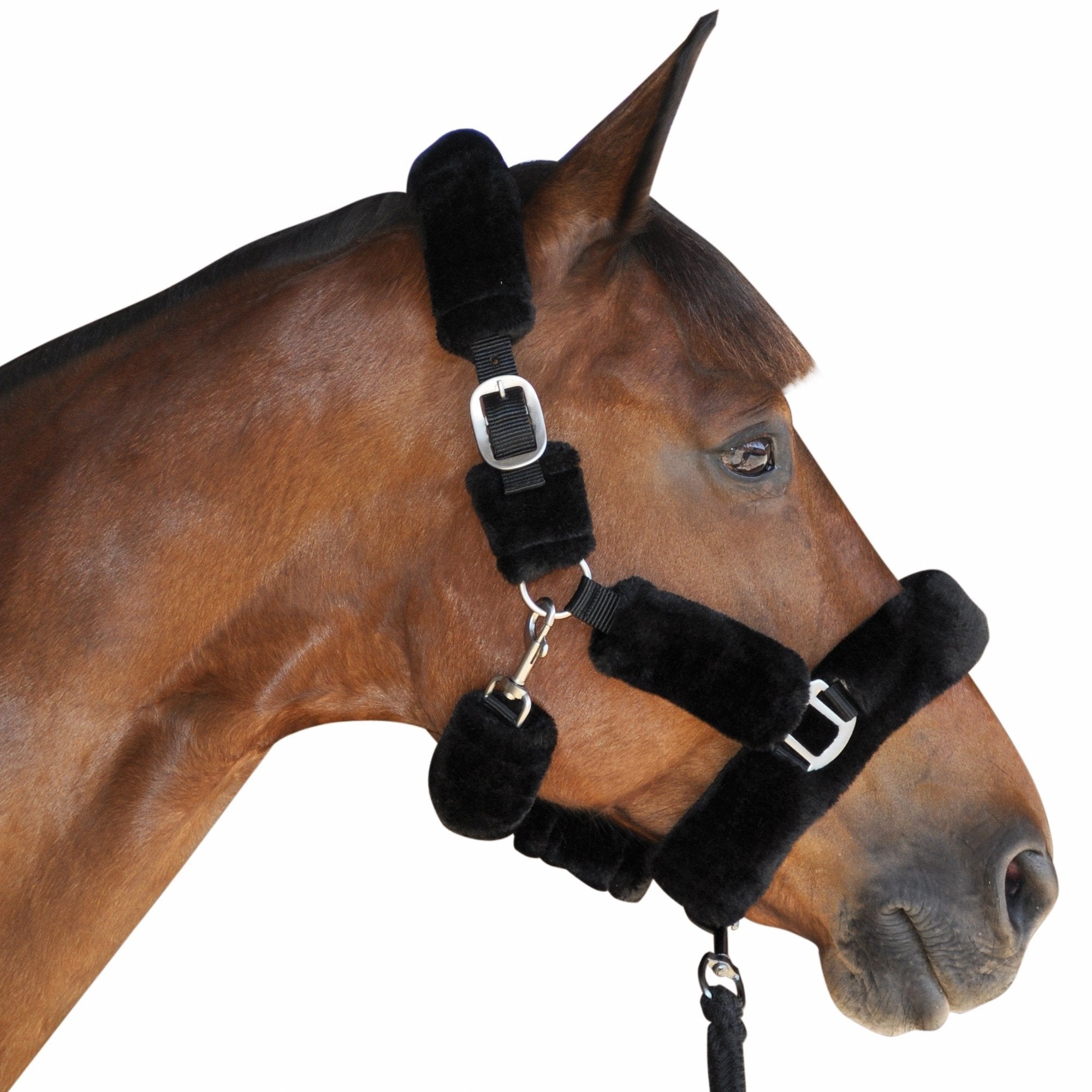 Licol de transport pour poneys et chevaux Canter intégralement doublé de mouton synthétique noir
