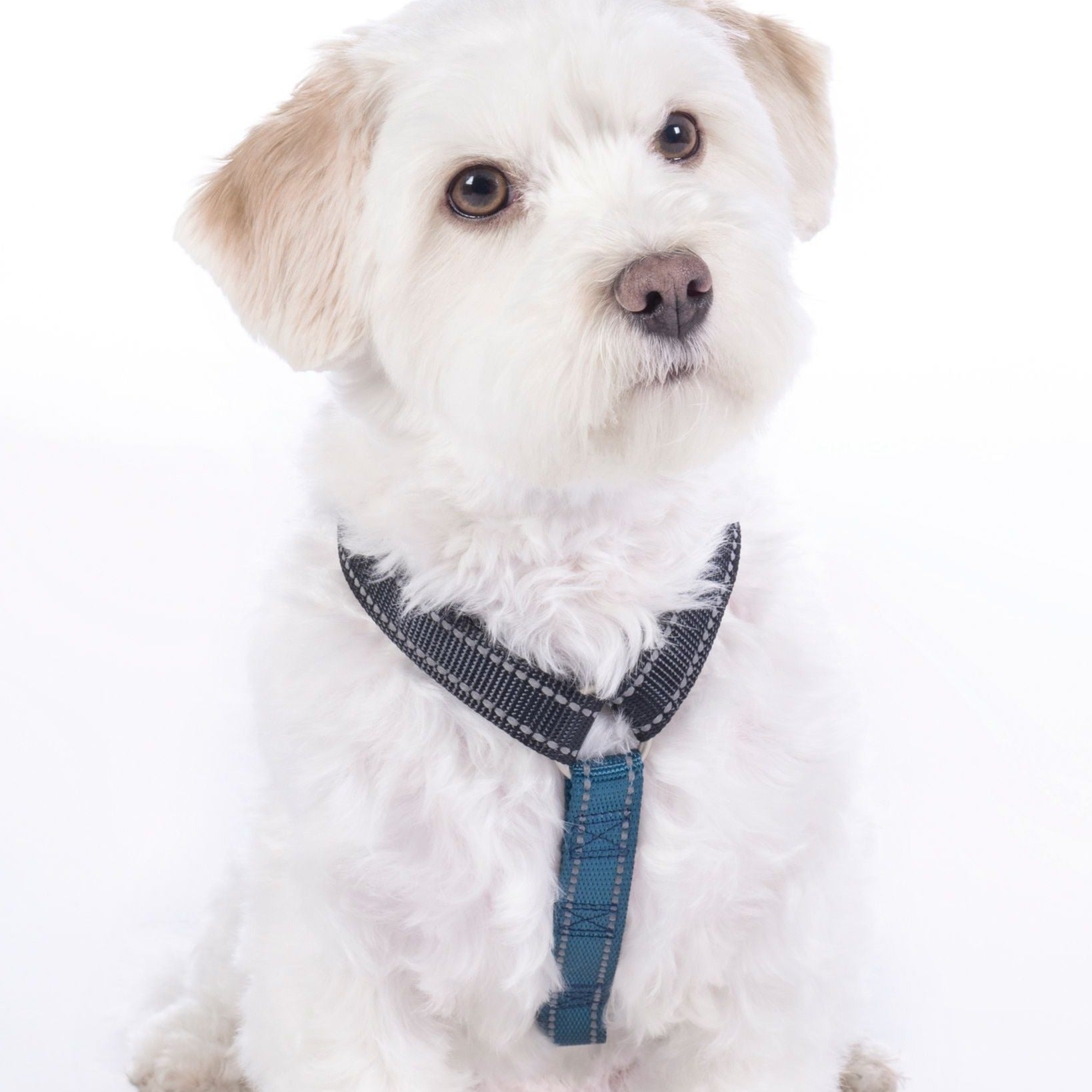 Harnais pour chien HKM Anam Cara bleu