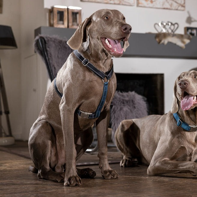 Harnais en nylon pour chien HKM Anam Cara bleu pétrole