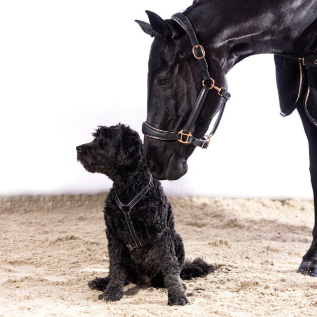 Harnais en nylon pour chien HKM Anam Cara noir et rosegold