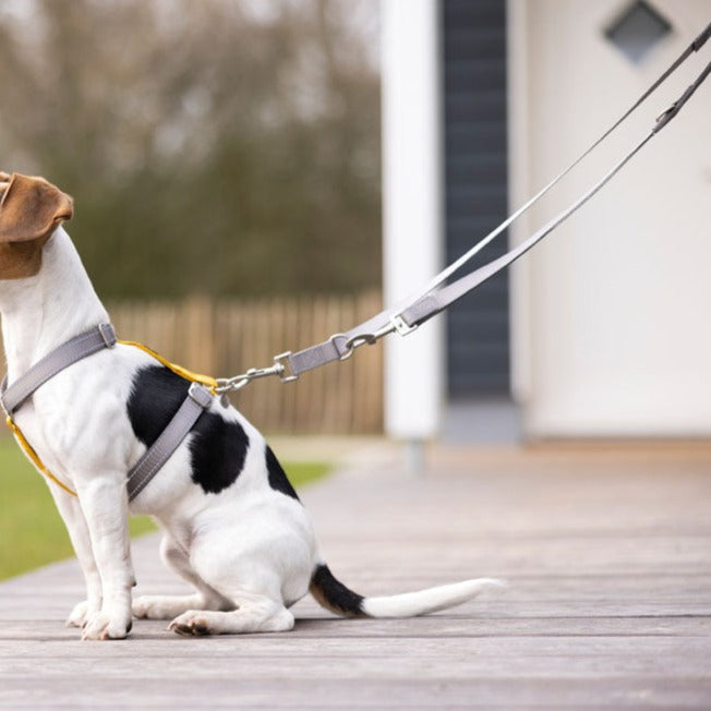 Laisse de dressage en nylon pour chien HKM Anam Cara gris taupe