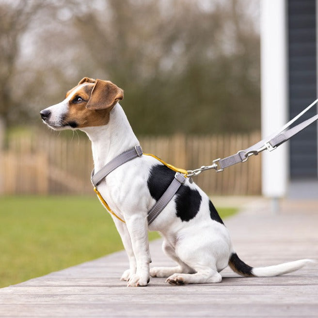 Harnais en nylon pour chien HKM Anam Cara tapue