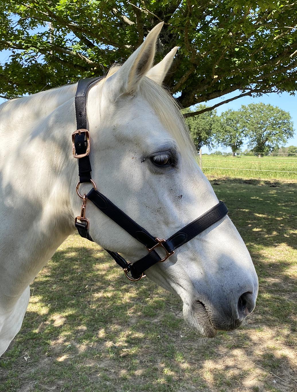 Licol en nylon doublé cuir pour poneys et chevaux Flags&Cup Nylon noir et bouclerie rose gold
