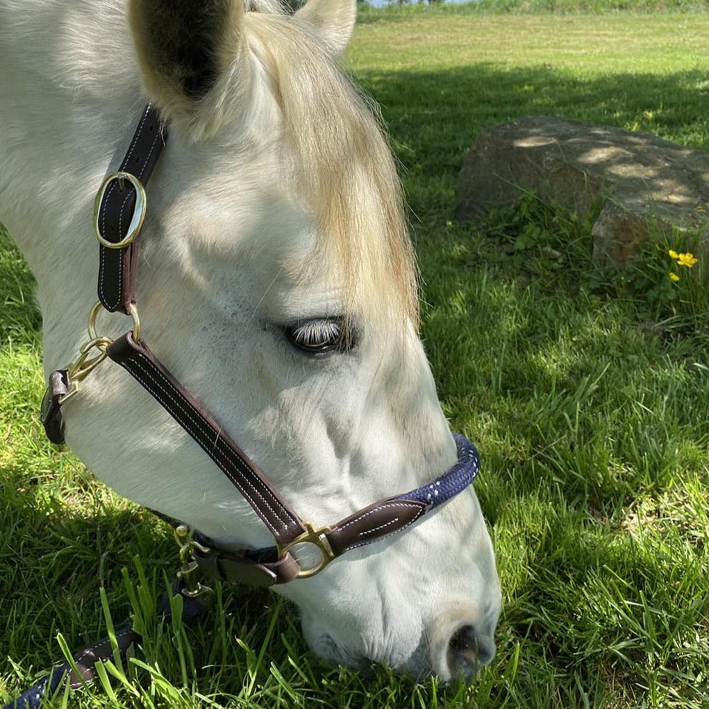 Licol pour poneys et chevaux Canter Corde cuir marron et corde marine