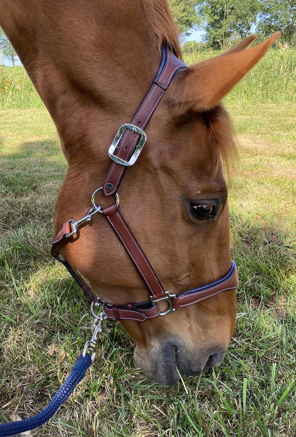 Licol en cuir pour poneys et chevaux Flags&Cup Paris marron et bleu