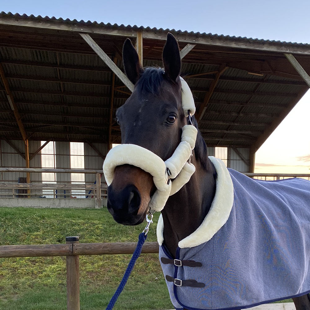 Licol de transport pour poneys et chevaux Canter intégralement doublé de mouton synthétique beige porté