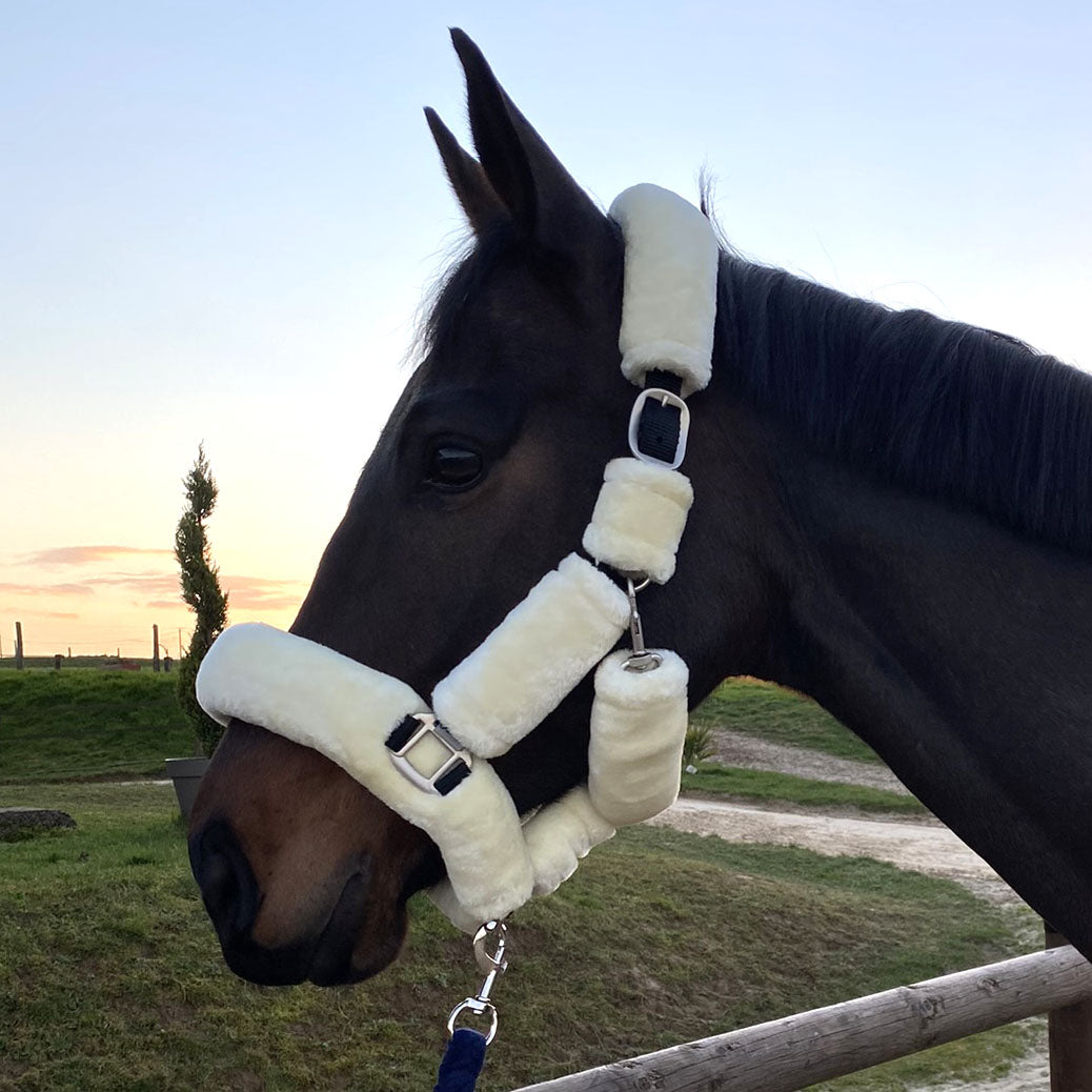 Licol de transport pour poneys et chevaux Canter intégralement doublé de mouton synthétique beige porté