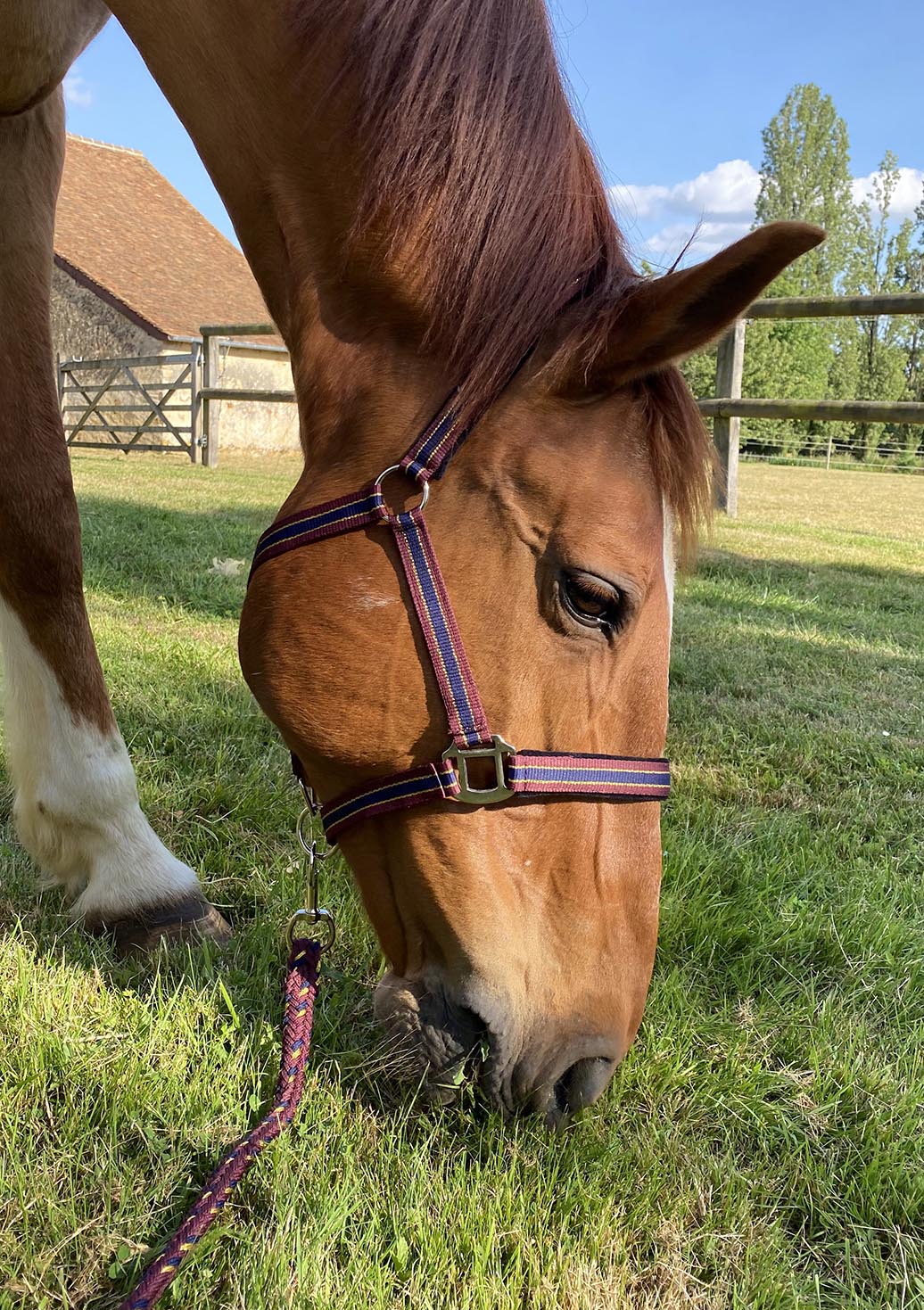 Licol avec longe pour poneys et chevaux Canter Nylon en bordeaux/marine/or