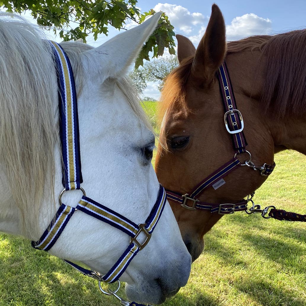 Licol avec longe pour poneys et chevaux Canter Nylon en marine/blanc/or et bordeaux/marine/or
