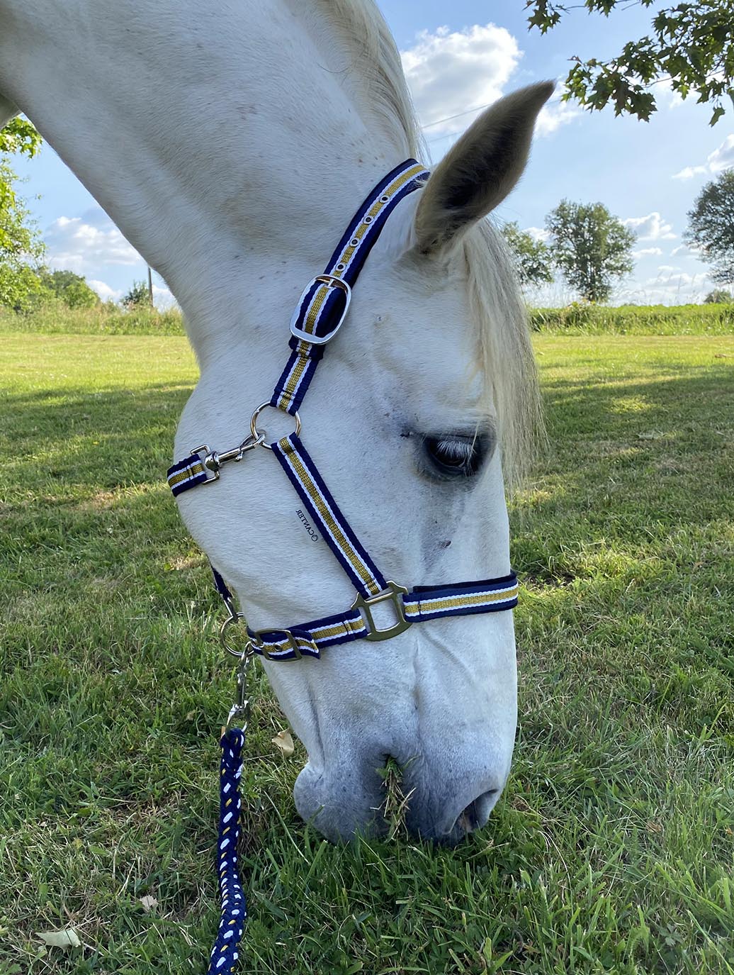 Licol avec longe pour poneys et chevaux Canter Nylon en marine/blanc/or