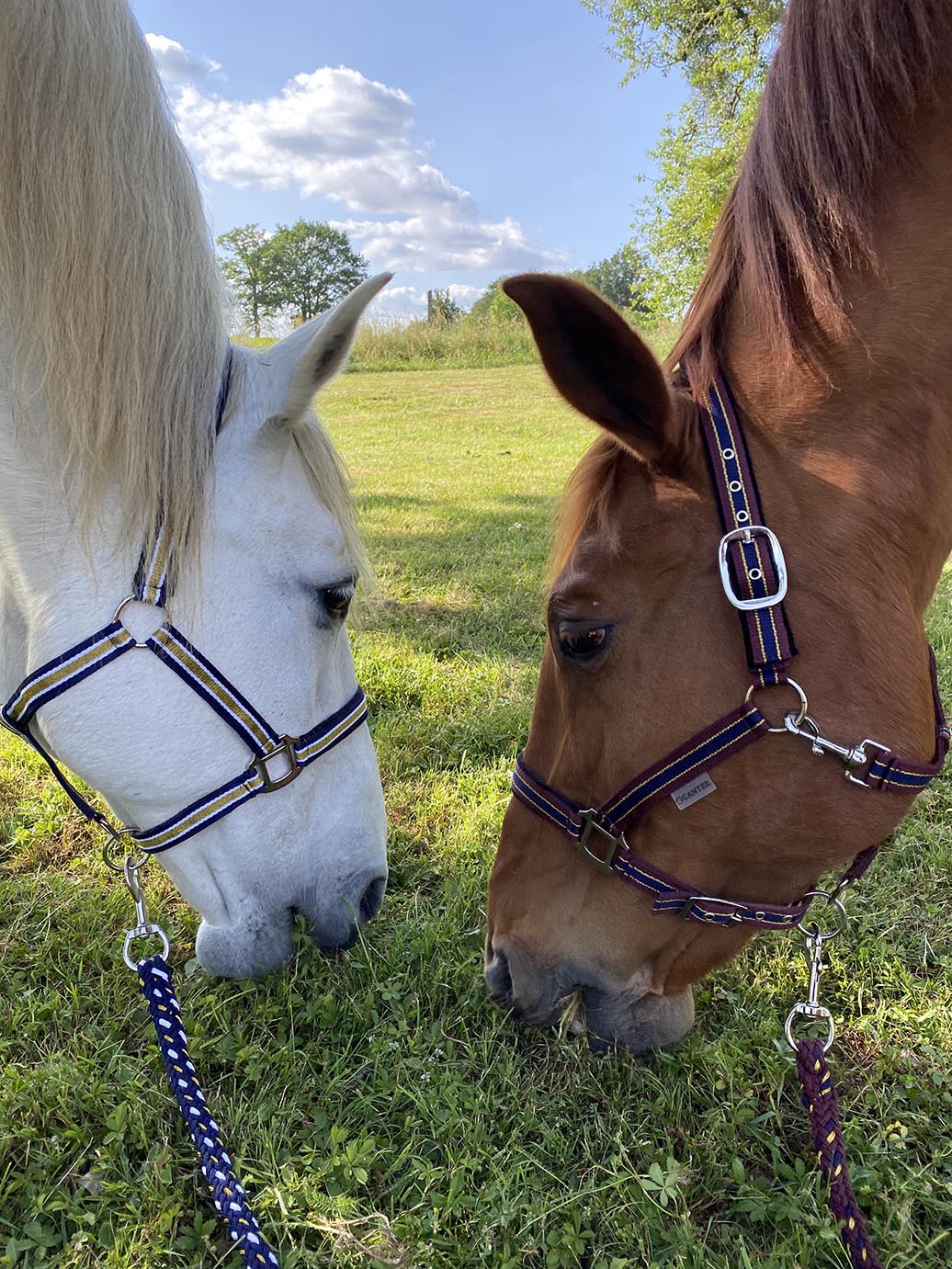 Licol avec longe pour poneys et chevaux Canter Nylon en marine/blanc/or et bordeaux/marine/or