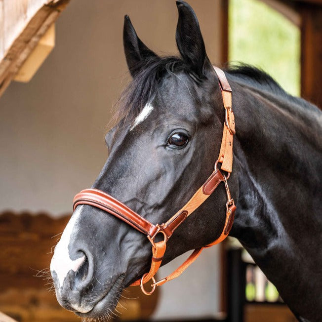 Licol nylon et cuir pour poneys et chevaux HKM Edinburgh orange