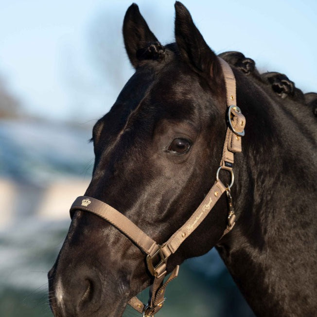 Licol pour poneys et chevaux HKM Lavender Bay café