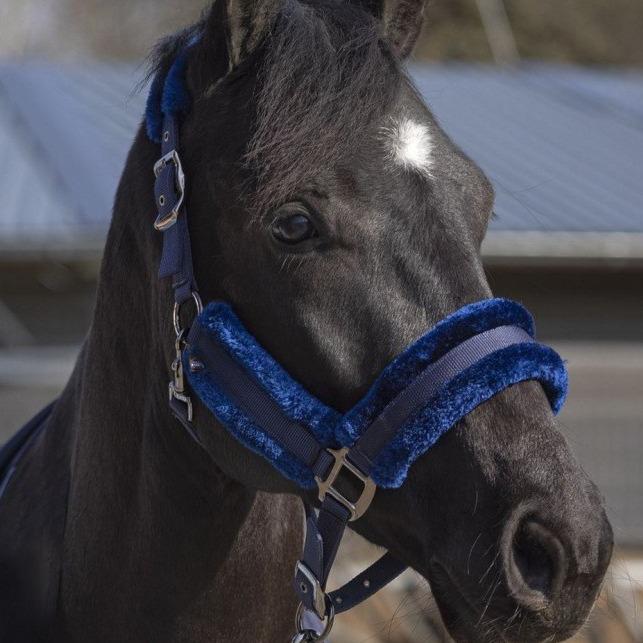 Licol doublé de mouton synthétique pour poneys et chevaux HKM Alaska marine porté