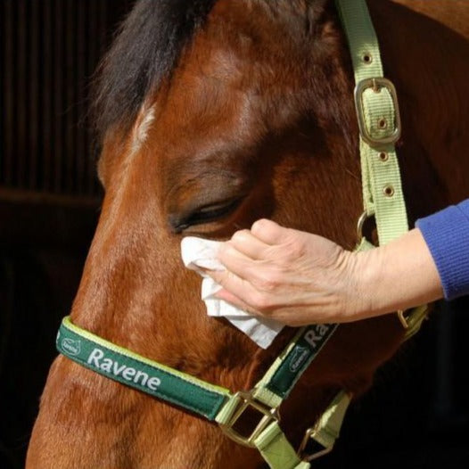 Pack de 25 lingettes nettoyantes pour chevaux Easy Shine
