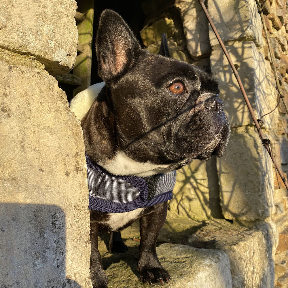 Manteau pour chien Canter doublé polaire avec col en mouton synthétique