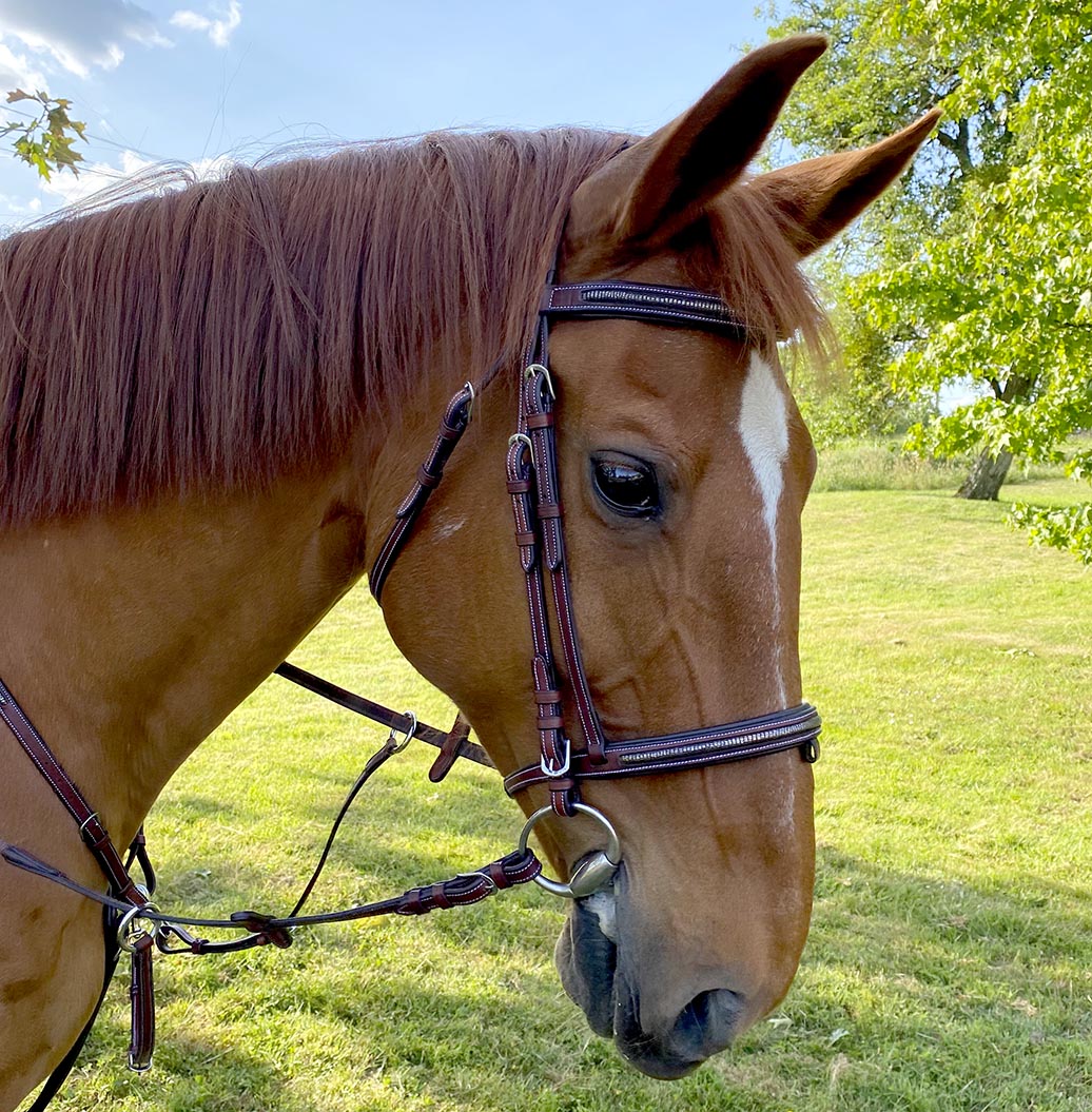 Brides, bridons, enrênements, licols et longes pour vos chevaux