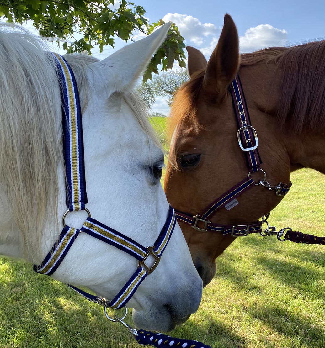 Licol Cheval Complet Cuir Laiton Poli - Taille Cheval - Neuf - Marque SUI
