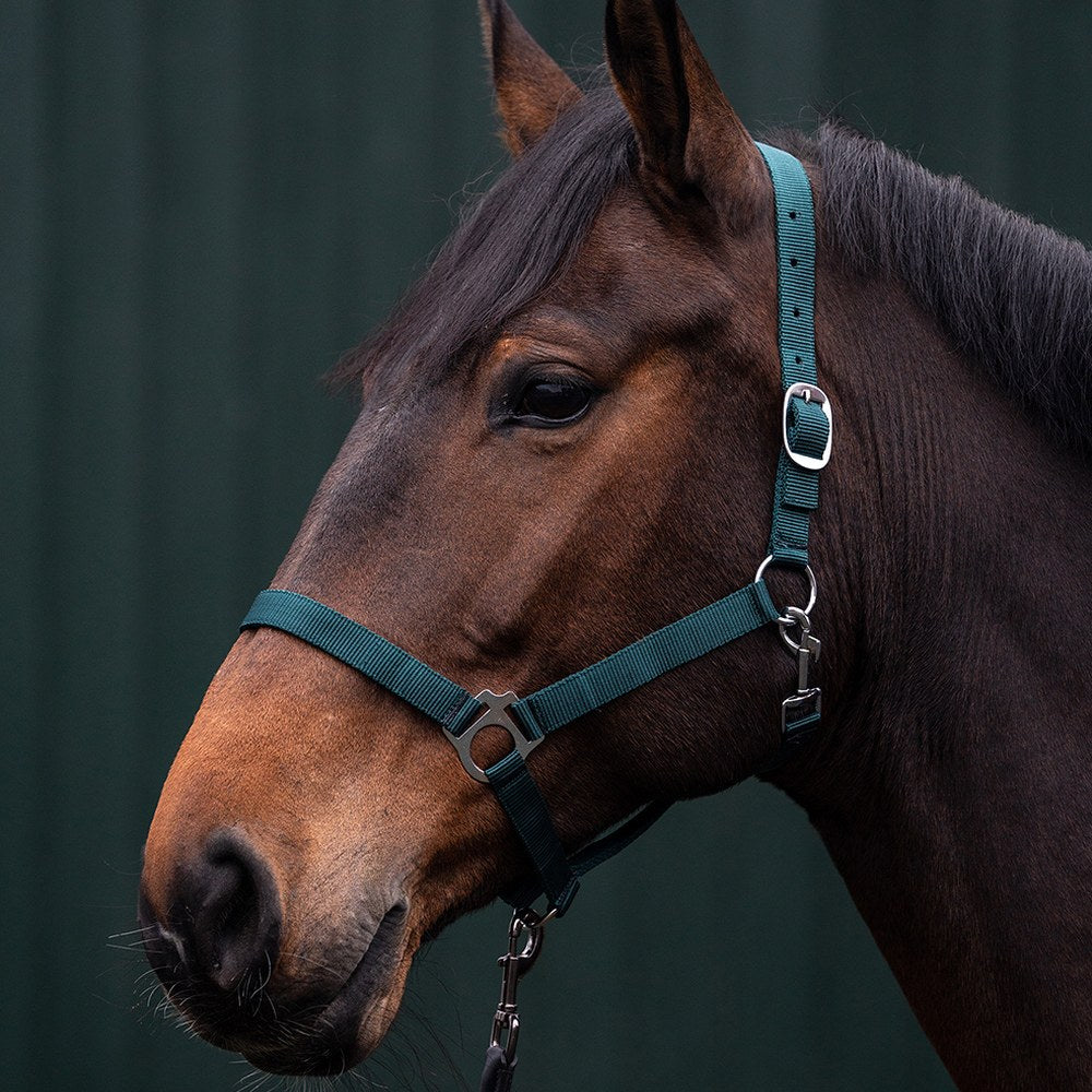 Licol Brisbane HKM poney en situation